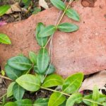 澳门游艇会206号航线周边美食文化与港湾风情全面解析 4h5hw