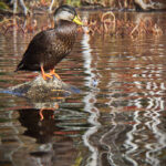 NBA全明星赛全程直播:见证篮球巨星巅峰对决盛宴 uutu96t